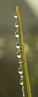 Raindrops 01